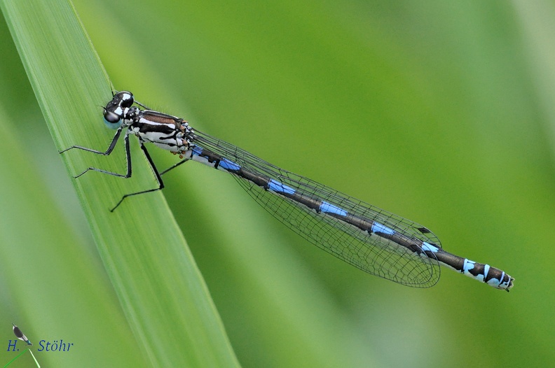 Coenagrion pulchellum.JPG